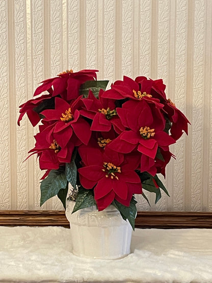 Red Poinsettia