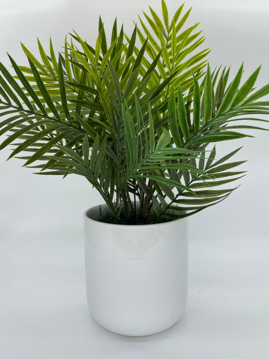 Small Potted Fern