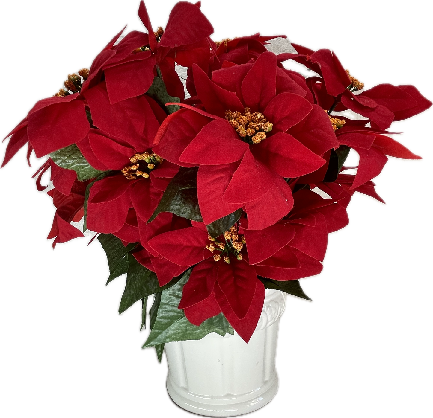 Red Poinsettia