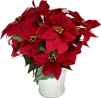 Red Poinsettia